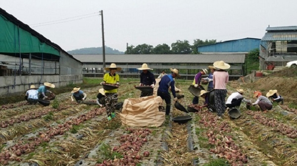 지난달 24일 완주군 농업농촌정책과 직원 20여명이 화산면 양파 재배 농가를 찾아가 농촌일손돕기를 하고 있다.