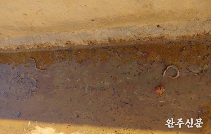 침출수가 흐르는 하수도에 지렁이가 죽어 있다.