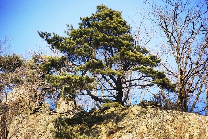 아래에서 바라본 항전지-저 소나무는 그때의 모든 것을 다 알고 있을 것이다.
