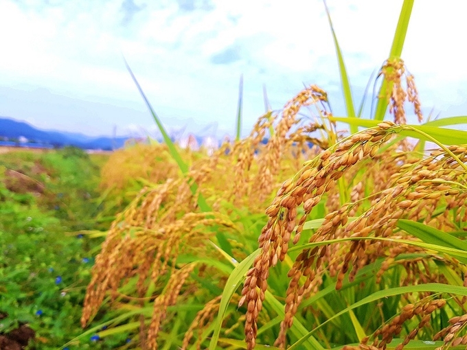 사진=pixabay
