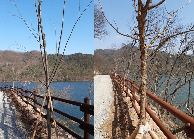 지난해 가을 심은 수양버드나무(좌), 지난달 새로 심은 이팝나무.