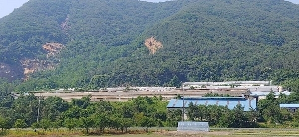 비봉면에 있는 부여육종의 돼지농장