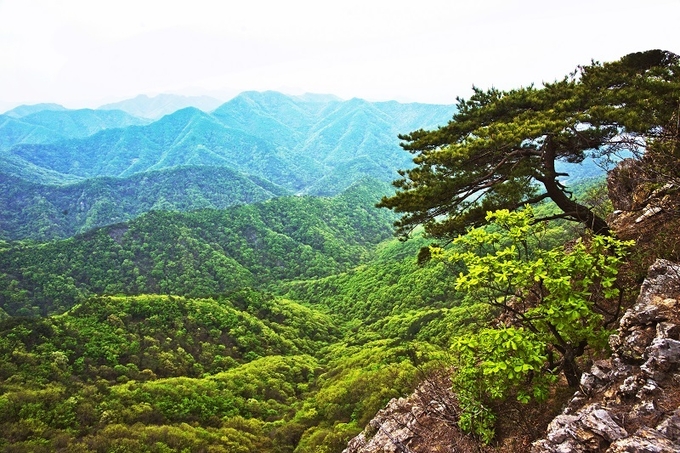 경천면 신흥계곡에 여름이 찾아들어 수풀이 스스로 울창해지고 있다. 이 숲은 누구의 것이기 전부터 계속 있어 왔고 있을 것이다./황재남 작가