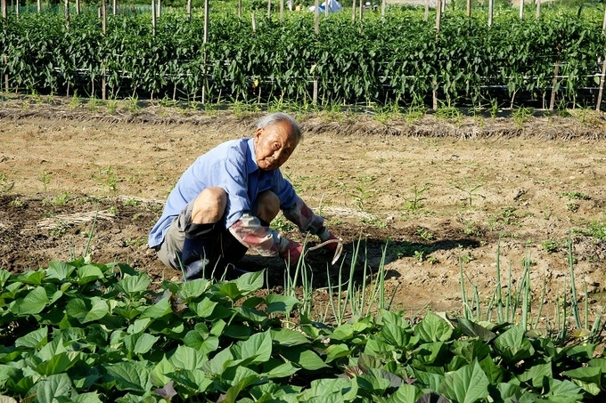 밭 매는 동네 어르신.