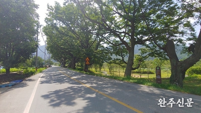 안남마을 가로수 길