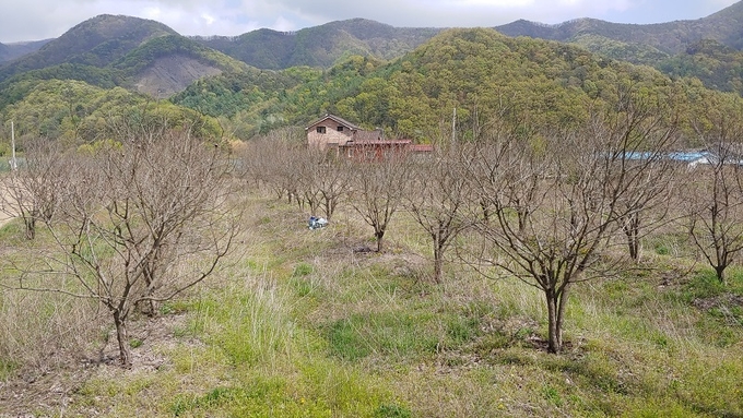 푸르러진 뒷산과 다르게 구이면 한 대봉시 농장 나무들이 말라있다.