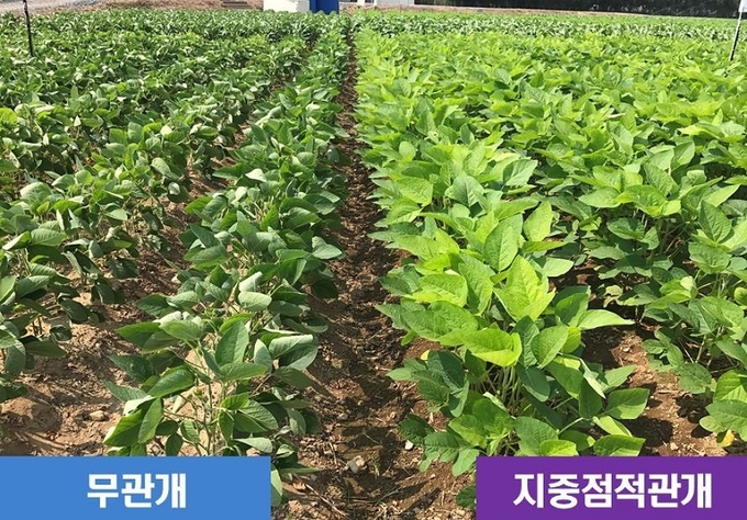 발육 상태가 확연하게 차이가 난다.