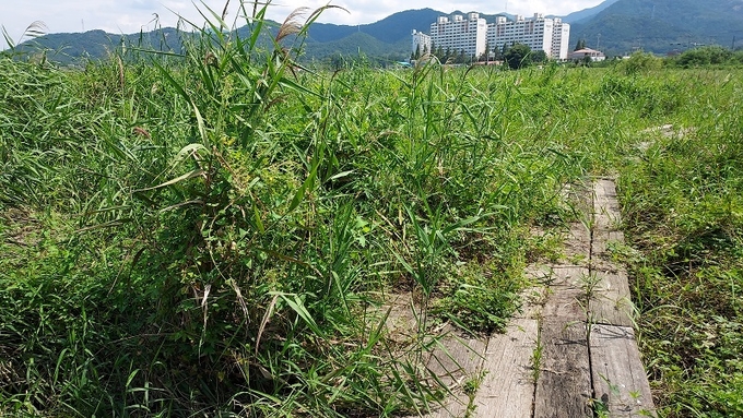 풀이 크게 자라 왼쪽 갈림길은 보이지도 않는다.