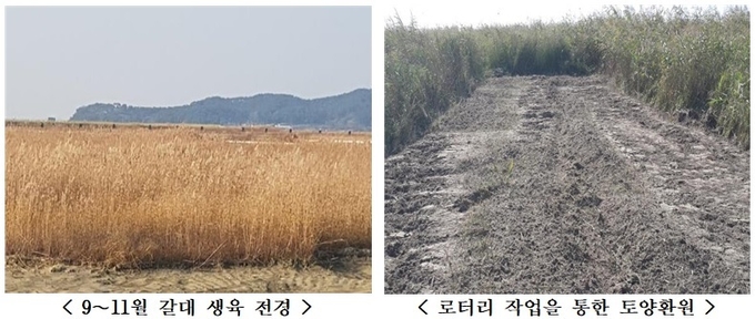 갈대 전경 및 토양 환원 작업 모습