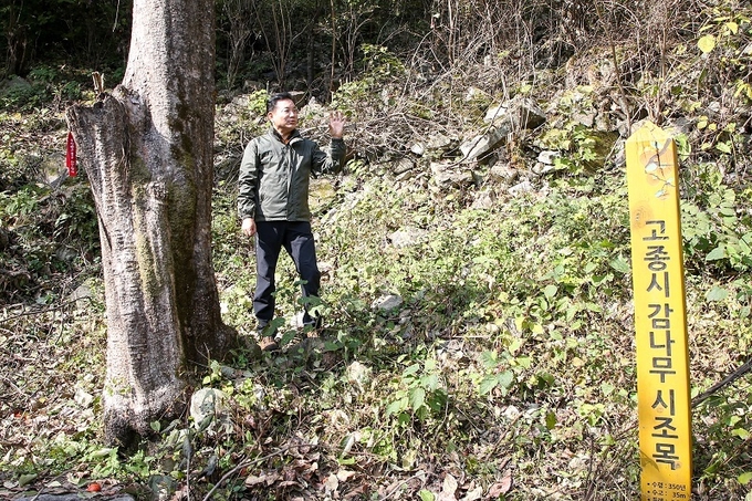 송지용 의장이 동상면 고종시 시조목을 찾아 보호수 지정 필요성을 설명하고 있다.