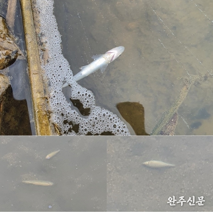 석탑천에 물고기가 죽어 있다. 아직 살아 있는 물고기도 입을 물 위로 내놓고 뻐끔거리고 있다.