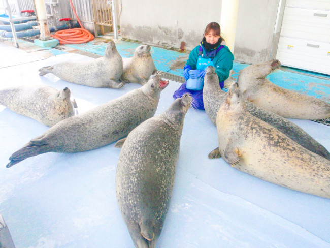  톳카리센터는 오호츠크해 연안에 모습을 보여주는 물개들을 보호, 사육하는 일본에서 유일한 시설이다. (사진 출처: 홋카이도 몬베츠시 오호츠크 가린코 타워 주식회사 홈페이지)