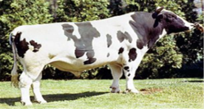 <Pawnee Farm Arlinda Chief, 출처: Danny Weaver, Agri-Graphics>