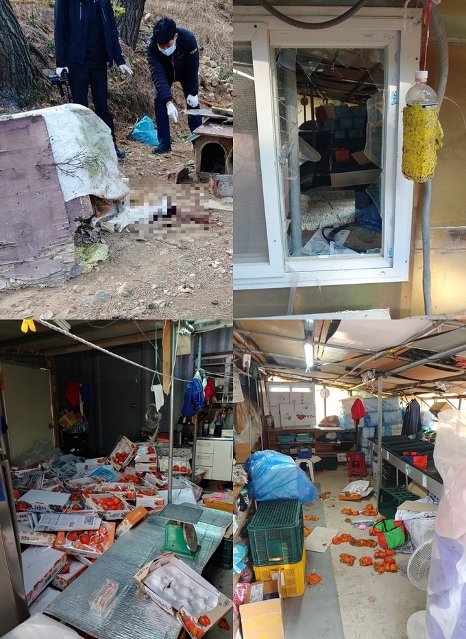 개가 죽고, 창고 유리창이 깨지고, 농작물이 훼손된 피해 주택