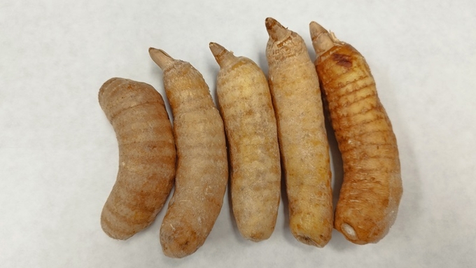 천마 - 고혈압, 두통, 마비, 신경성 질환에 효능이 알려진 난과의 약용작물