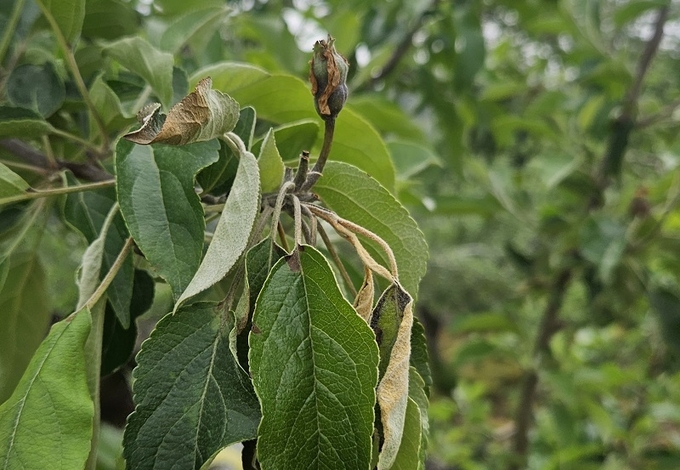 충주 사과 과수원에서 발견된 과수화상병