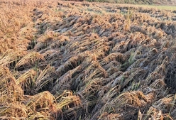 감자, 딸기, 벼까지...삼례읍 농업재해 ‘심각’