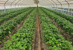 토양 양분 분석 가능한 ‘현장 진단 처방법’ 확립